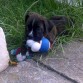 Jagger con su Pelota-Lazo-Peluche que tanto adora